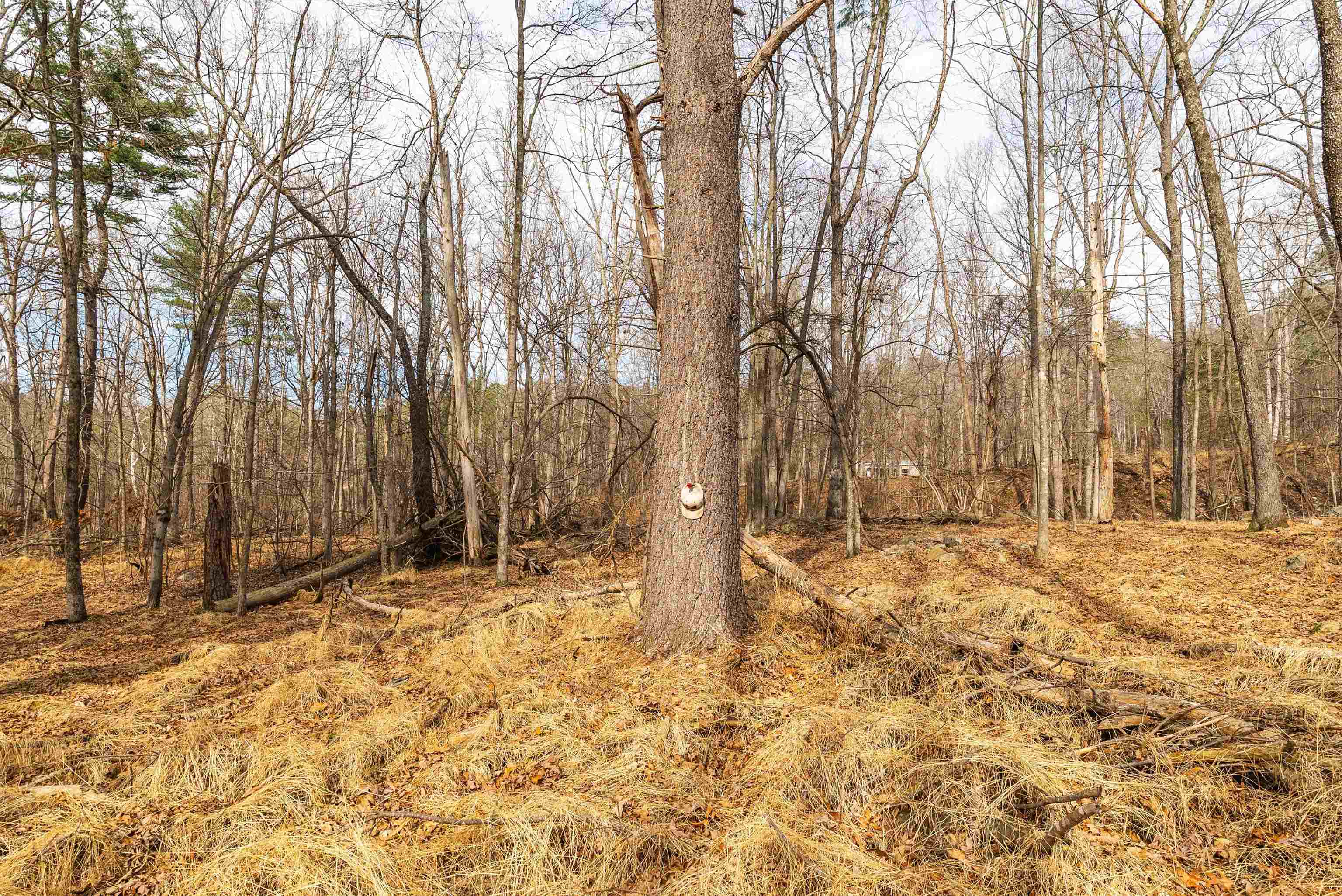 81.5 Acres HOPKINS GAP RD, FULKS RUN, Virginia 22830, ,Farm,81.5 Acres HOPKINS GAP RD,675971 MLS # 675971