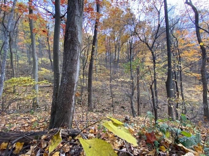 81.5 Acres HOPKINS GAP RD, FULKS RUN, Virginia 22830, ,Farm,81.5 Acres HOPKINS GAP RD,675971 MLS # 675971
