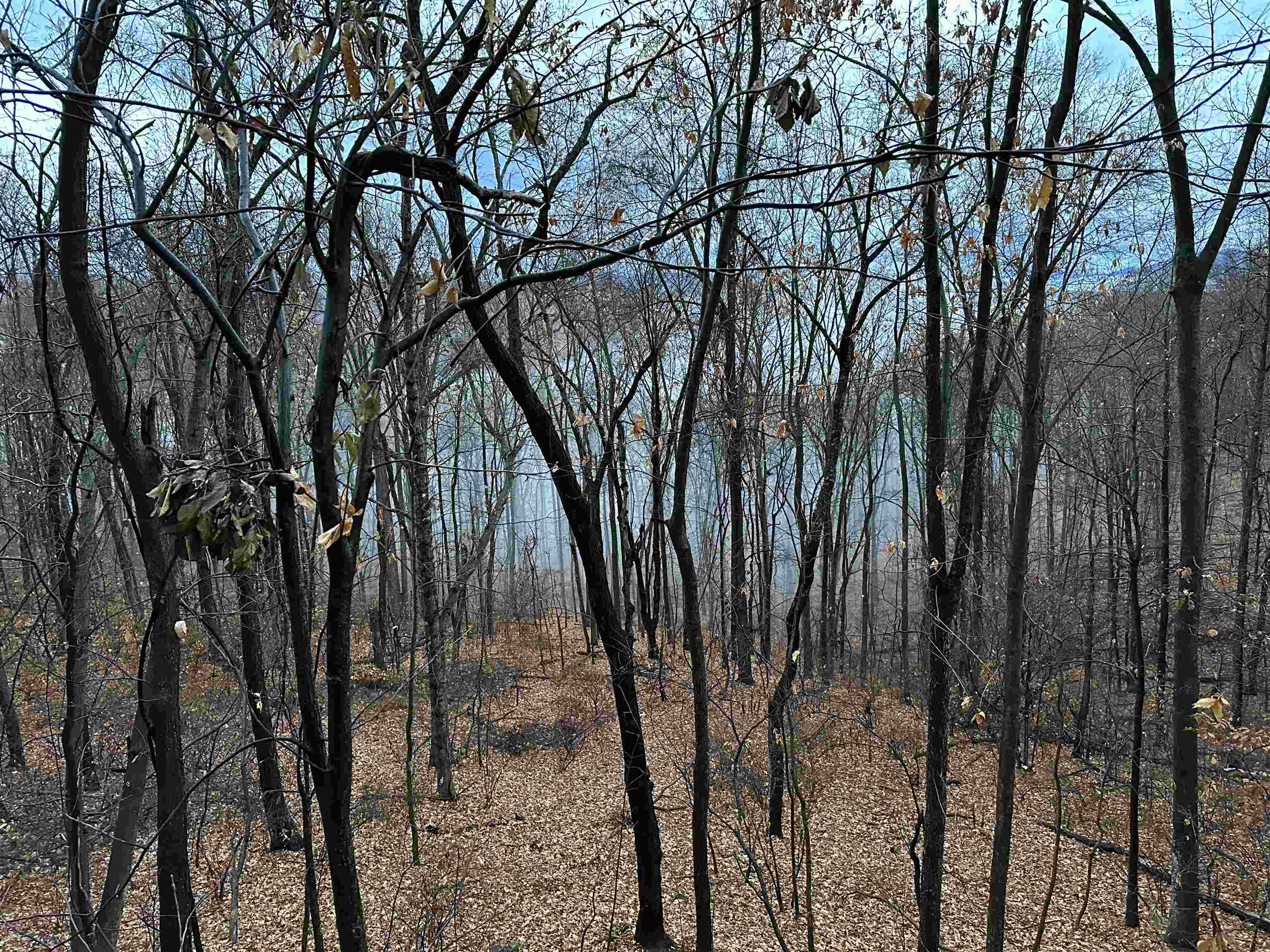 81.5 Acres HOPKINS GAP RD, FULKS RUN, Virginia 22830, ,Farm,81.5 Acres HOPKINS GAP RD,675971 MLS # 675971