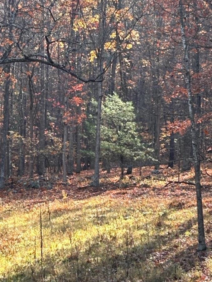 81.5 Acres HOPKINS GAP RD, FULKS RUN, Virginia 22830, ,Farm,81.5 Acres HOPKINS GAP RD,675971 MLS # 675971