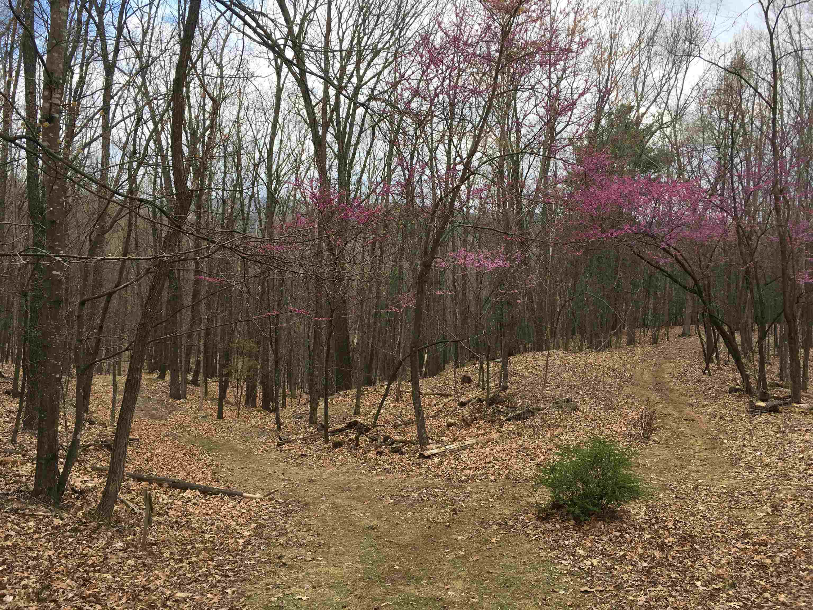 81.5 Acres HOPKINS GAP RD, FULKS RUN, Virginia 22830, ,Farm,81.5 Acres HOPKINS GAP RD,675971 MLS # 675971