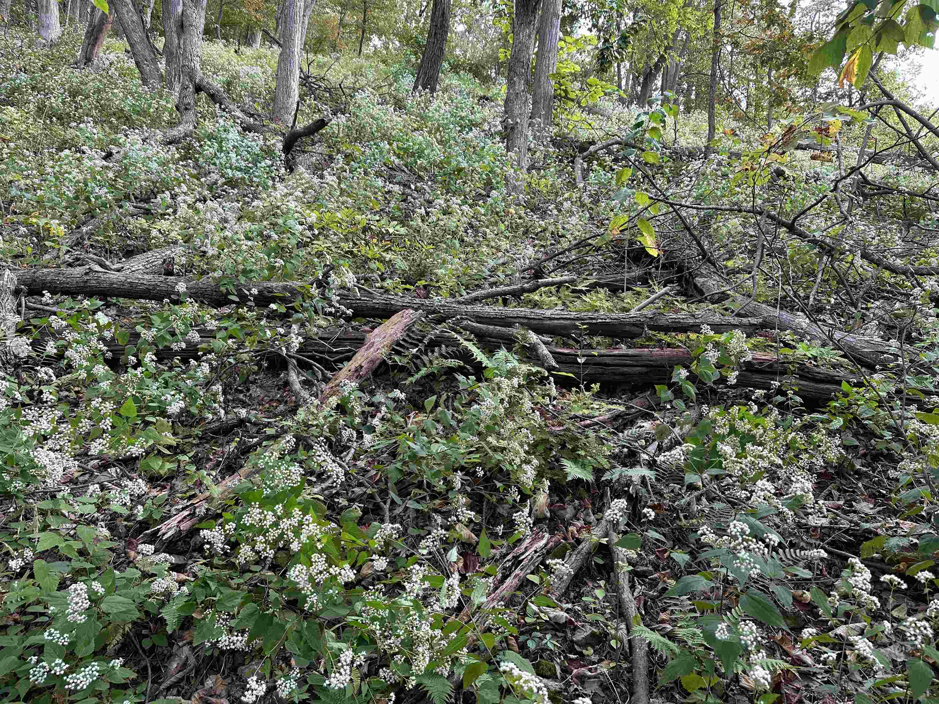 81.5 Acres HOPKINS GAP RD, FULKS RUN, Virginia 22830, ,Farm,81.5 Acres HOPKINS GAP RD,675971 MLS # 675971