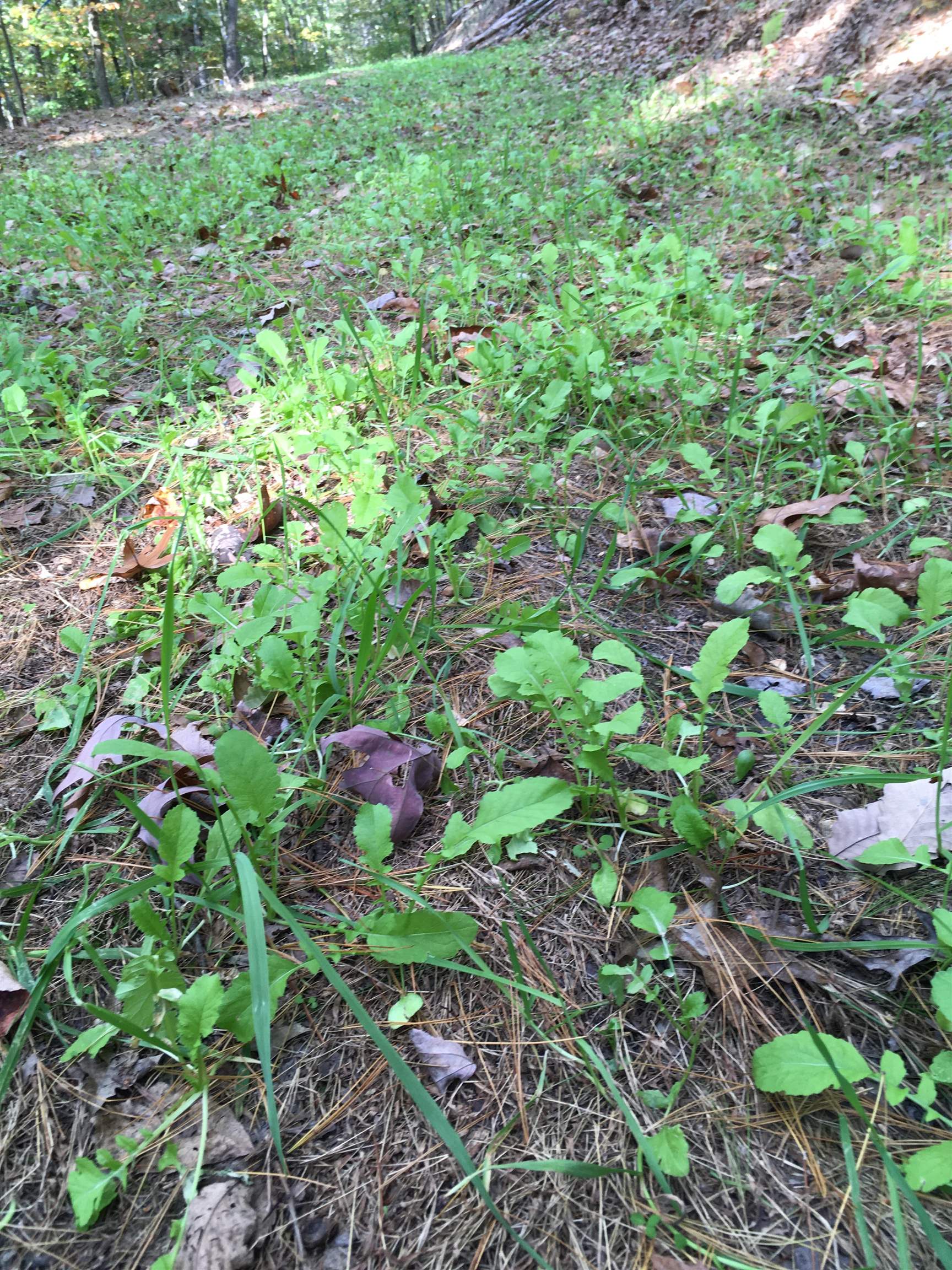 81.5 Acres HOPKINS GAP RD, FULKS RUN, Virginia 22830, ,Farm,81.5 Acres HOPKINS GAP RD,675971 MLS # 675971