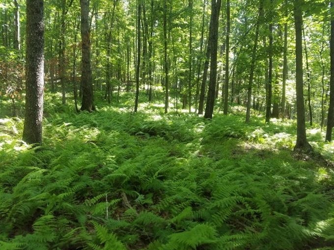 81.5 Acres HOPKINS GAP RD, FULKS RUN, Virginia 22830, ,Farm,81.5 Acres HOPKINS GAP RD,675971 MLS # 675971