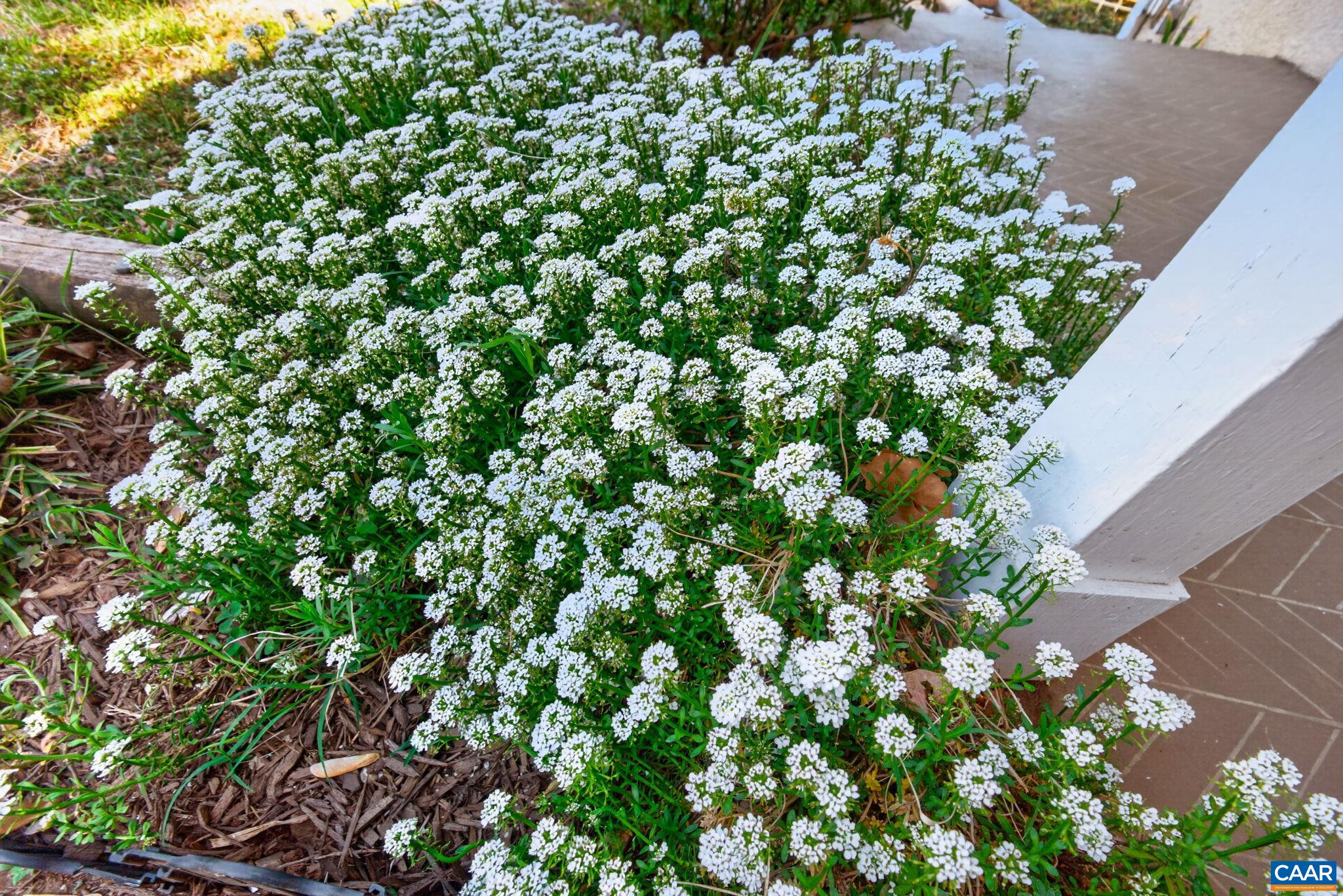 605 BOLLING AVE, CHARLOTTESVILLE, Virginia 22902, 2 Bedrooms Bedrooms, ,1 BathroomBathrooms,Residential,605 BOLLING AVE,675978 MLS # 675978