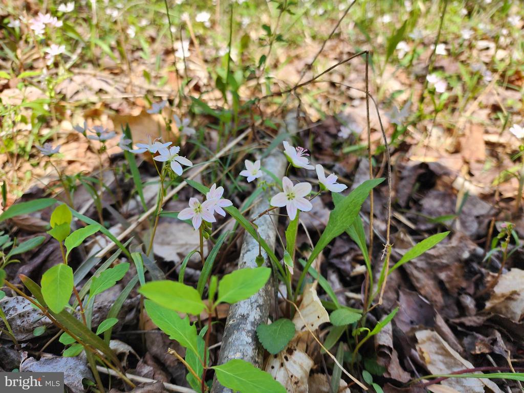 BENT CREEK LN, BUMPASS, Virginia 23024, ,Land,BENT CREEK LN,VALA2009440 MLS # VALA2009440