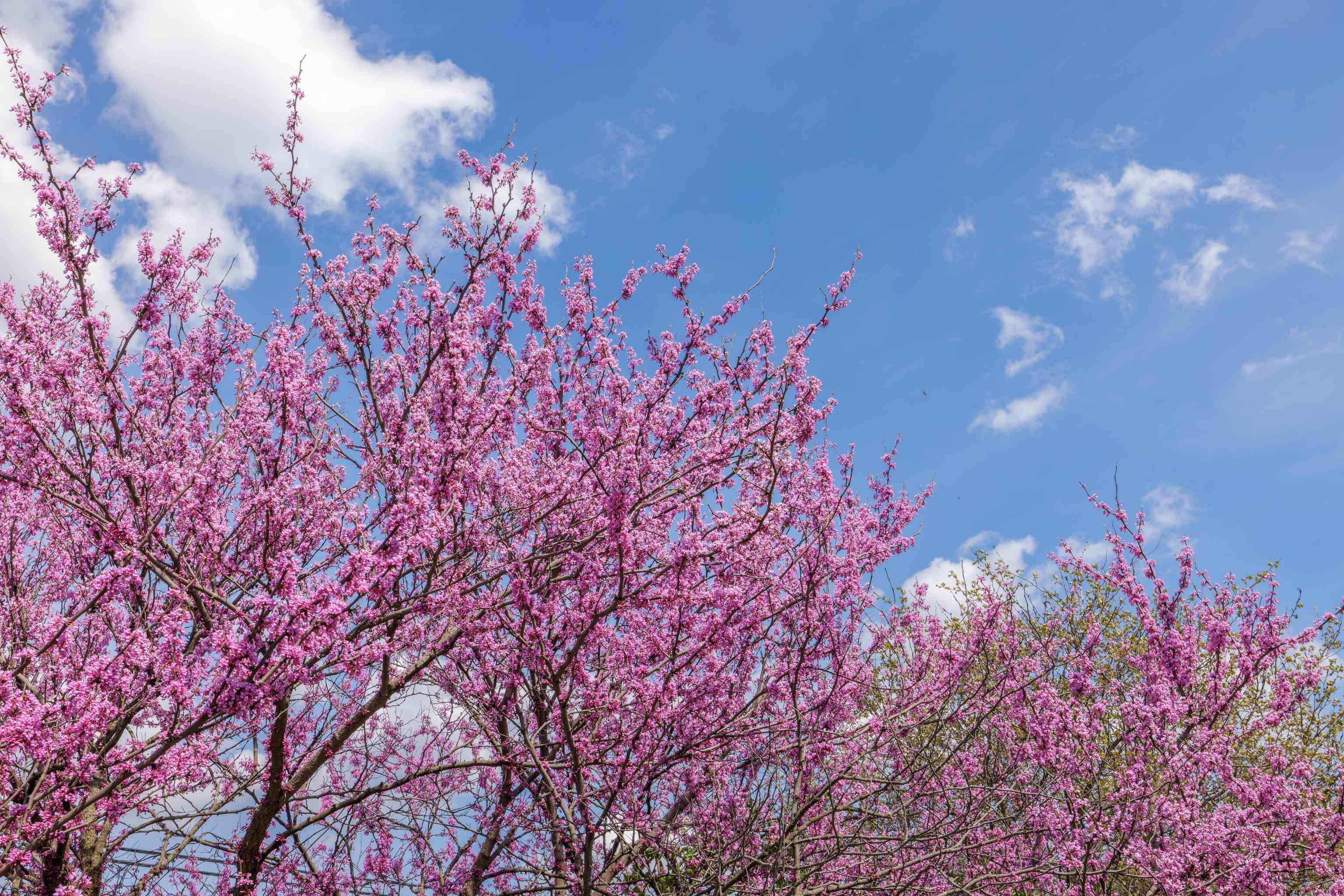 14506 TRAVIS LN, FULKS RUN, Virginia 22830, ,Land,14506 TRAVIS LN,675997 MLS # 675997