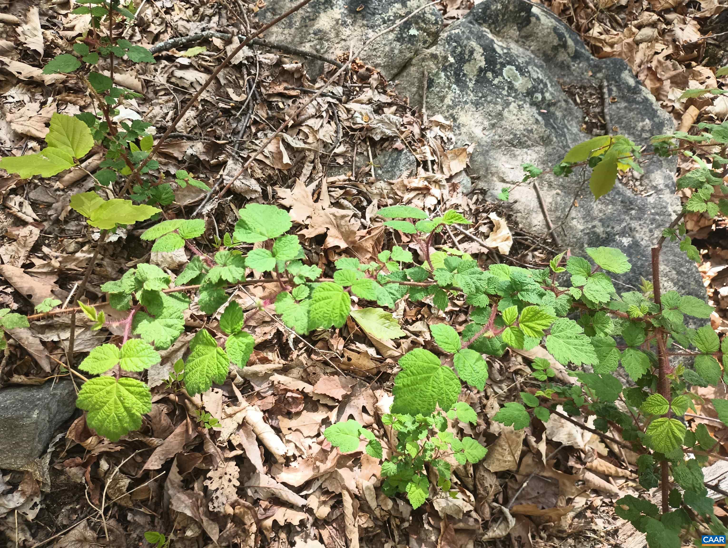 0 ROCKFISH HEIGHTS LN, NELLYSFORD, Virginia 22958, ,Land,0 ROCKFISH HEIGHTS LN,676019 MLS # 676019