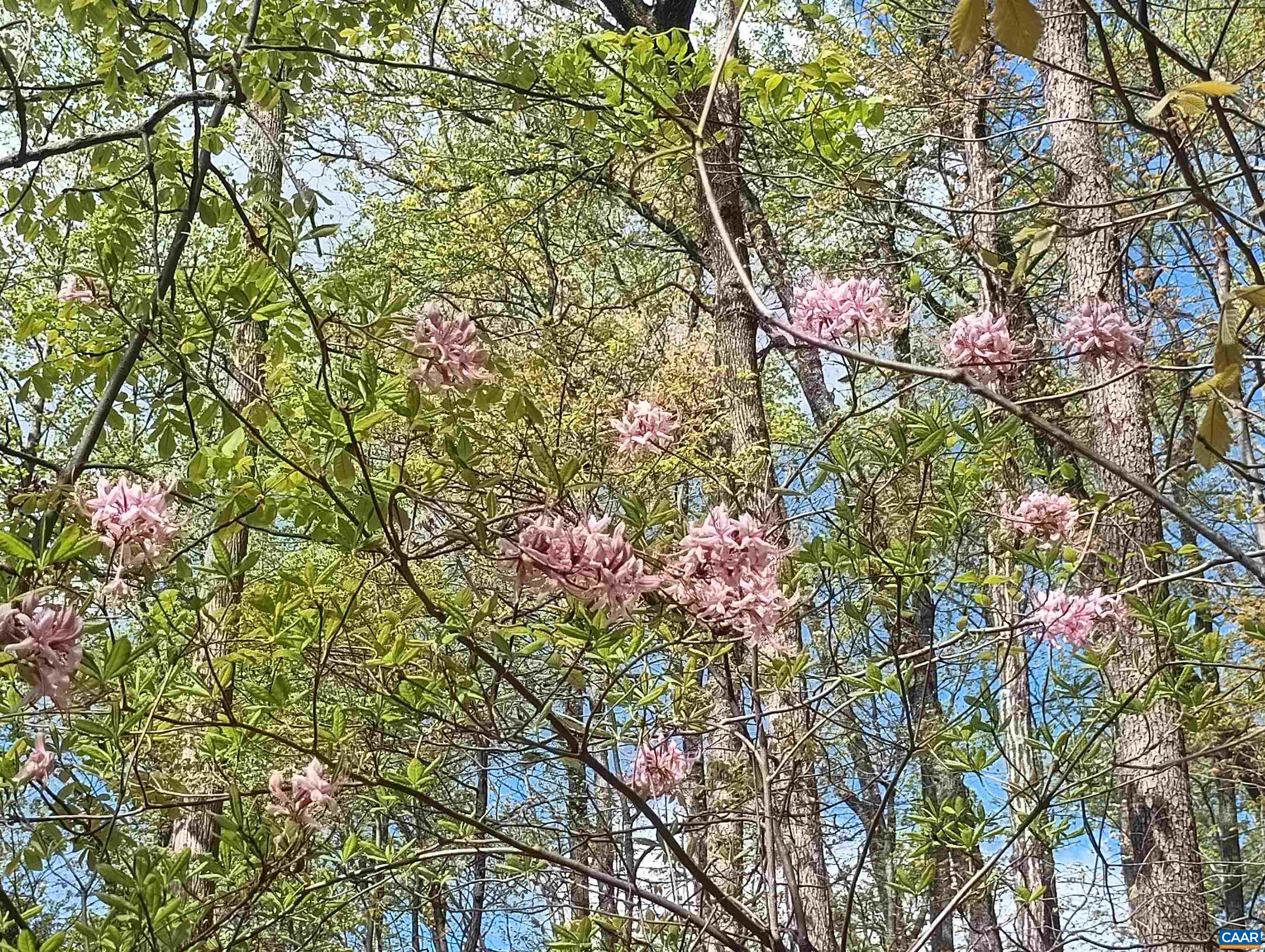 0 ROCKFISH HEIGHTS LN, NELLYSFORD, Virginia 22958, ,Land,0 ROCKFISH HEIGHTS LN,676019 MLS # 676019