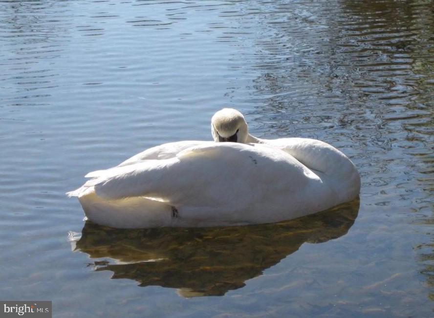 141 LARKSPUR LN, LOCUST GROVE, Virginia 22508, 3 Bedrooms Bedrooms, ,2 BathroomsBathrooms,Residential,141 LARKSPUR LN,VAOR2013846 MLS # VAOR2013846