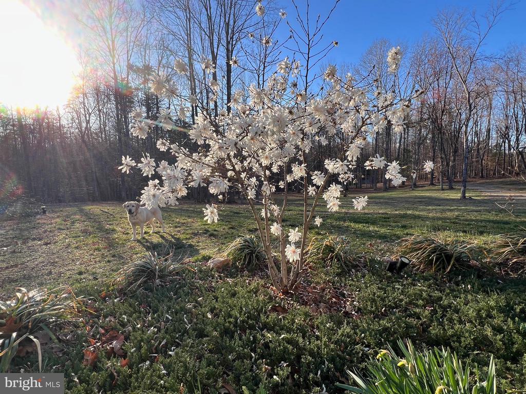 4601 S. BLUE RIDGE TURNPIKE, ROCHELLE, Virginia 22738, 2 Bedrooms Bedrooms, ,2 BathroomsBathrooms,Residential,4601 S. BLUE RIDGE TURNPIKE,VAMA2002700 MLS # VAMA2002700