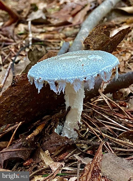 4601 S. BLUE RIDGE TURNPIKE, ROCHELLE, Virginia 22738, 2 Bedrooms Bedrooms, ,2 BathroomsBathrooms,Residential,4601 S. BLUE RIDGE TURNPIKE,VAMA2002700 MLS # VAMA2002700