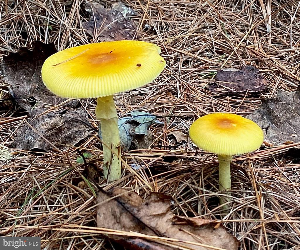 4601 S. BLUE RIDGE TURNPIKE, ROCHELLE, Virginia 22738, 2 Bedrooms Bedrooms, ,2 BathroomsBathrooms,Residential,4601 S. BLUE RIDGE TURNPIKE,VAMA2002700 MLS # VAMA2002700