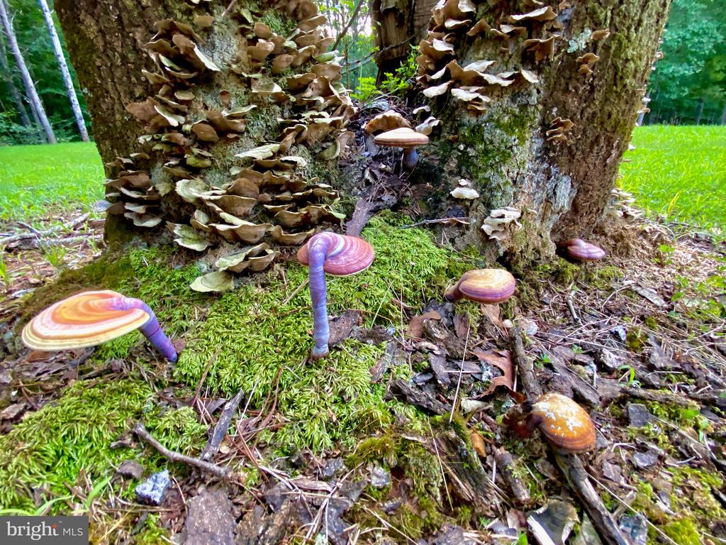 4601 S. BLUE RIDGE TURNPIKE, ROCHELLE, Virginia 22738, 2 Bedrooms Bedrooms, ,2 BathroomsBathrooms,Residential,4601 S. BLUE RIDGE TURNPIKE,VAMA2002700 MLS # VAMA2002700