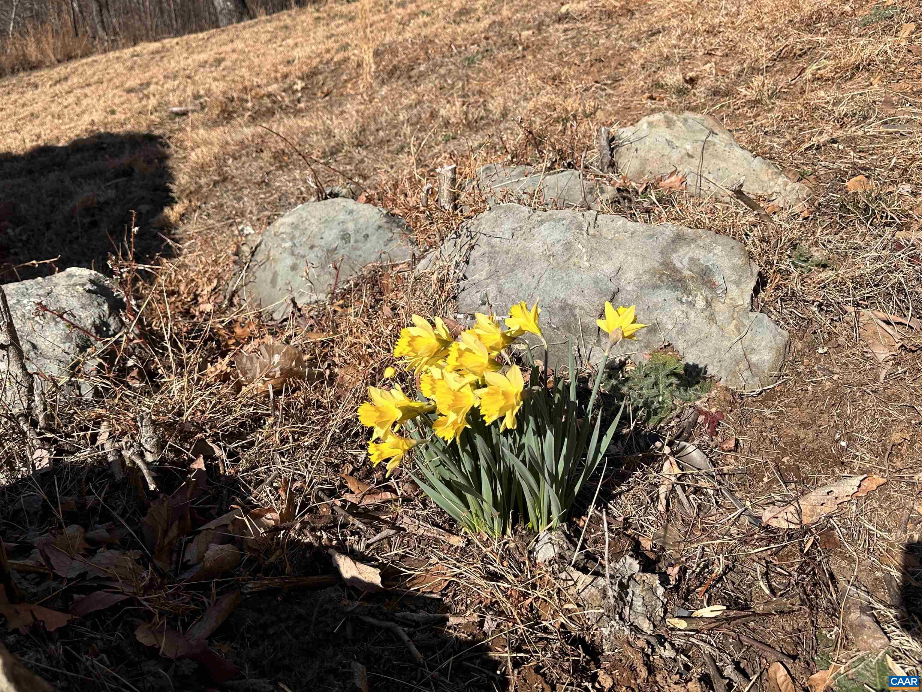 1494 SPRUCE CREEK LN, NELLYSFORD, Virginia 22958, 1 Bedroom Bedrooms, ,1 BathroomBathrooms,Residential,1494 SPRUCE CREEK LN,674252 MLS # 674252