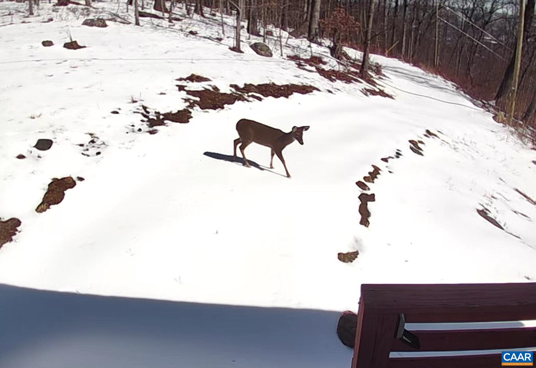 1494 SPRUCE CREEK LN, NELLYSFORD, Virginia 22958, 1 Bedroom Bedrooms, ,1 BathroomBathrooms,Residential,1494 SPRUCE CREEK LN,674252 MLS # 674252