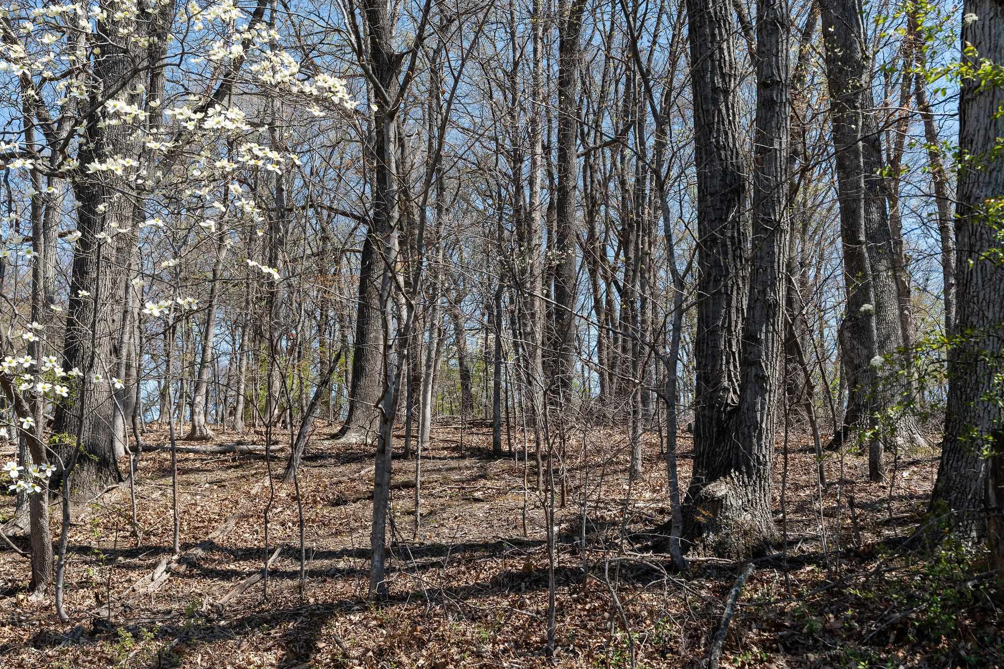 0.67 Acres SHUTTERLEE MILL RD, STAUNTON, Virginia 24401, ,Land,0.67 Acres SHUTTERLEE MILL RD,675708 MLS # 675708