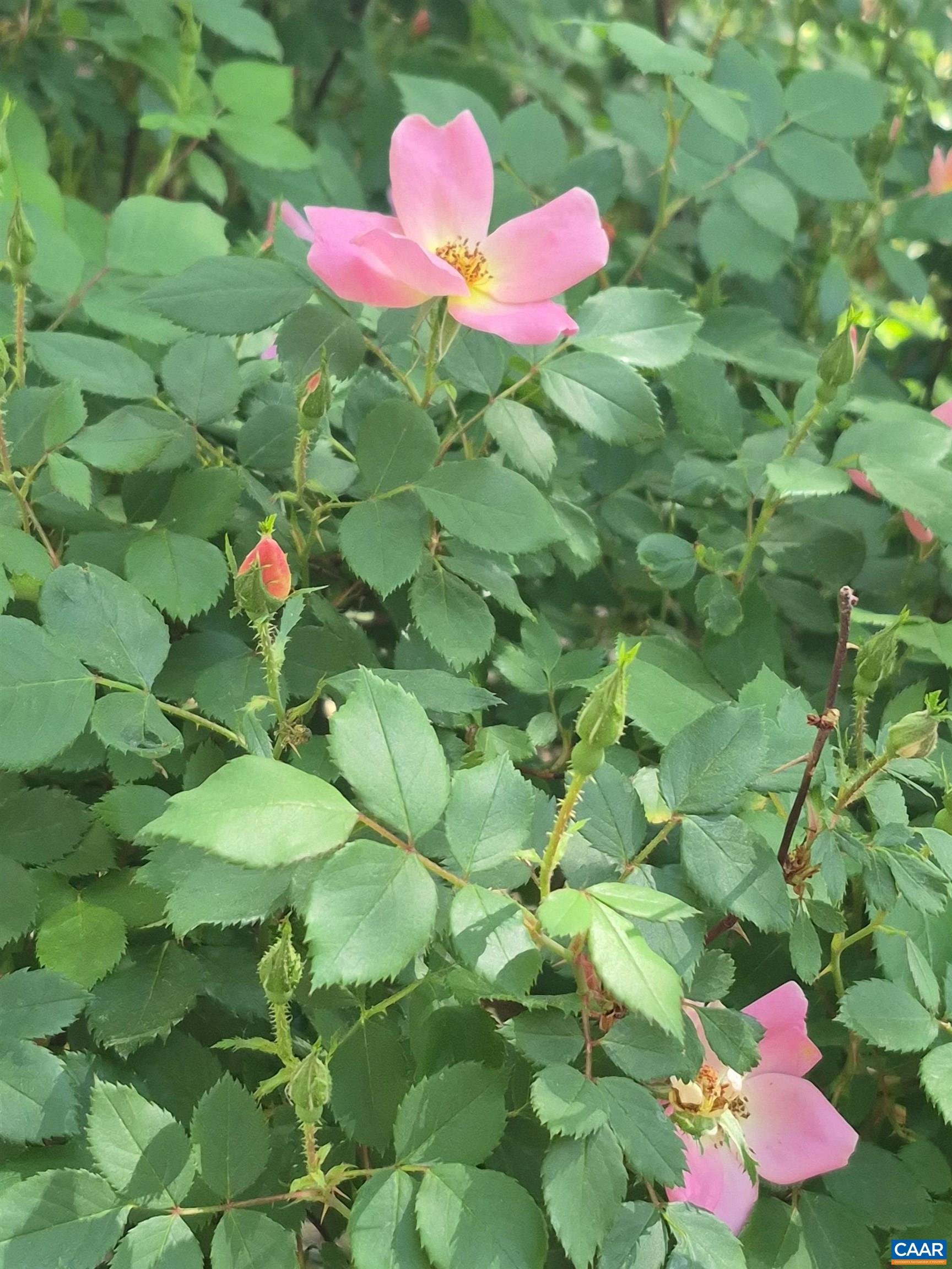 700 GRAVES ST, CHARLOTTESVILLE, Virginia 22902, 3 Bedrooms Bedrooms, ,2 BathroomsBathrooms,Residential,700 GRAVES ST,676078 MLS # 676078