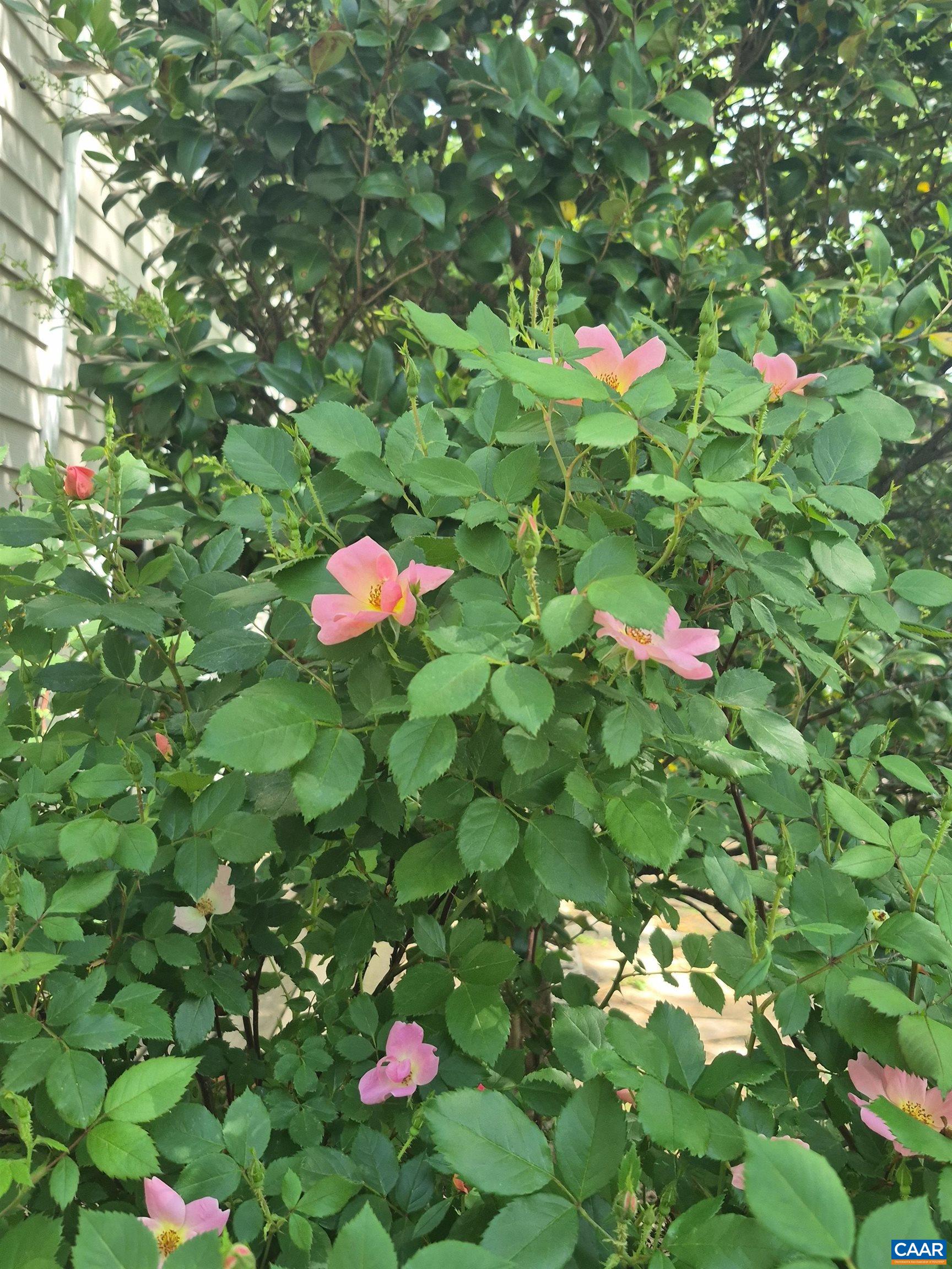 700 GRAVES ST, CHARLOTTESVILLE, Virginia 22902, 3 Bedrooms Bedrooms, ,2 BathroomsBathrooms,Residential,700 GRAVES ST,676078 MLS # 676078