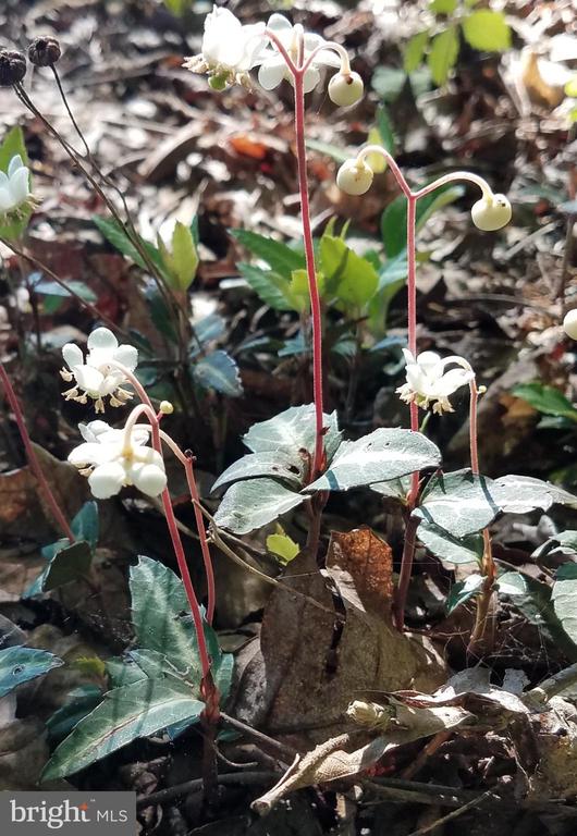 1185 BELLE MEADE RD, BUMPASS, Virginia 23024, 4 Bedrooms Bedrooms, ,3 BathroomsBathrooms,Residential,1185 BELLE MEADE RD,VALA2009710 MLS # VALA2009710