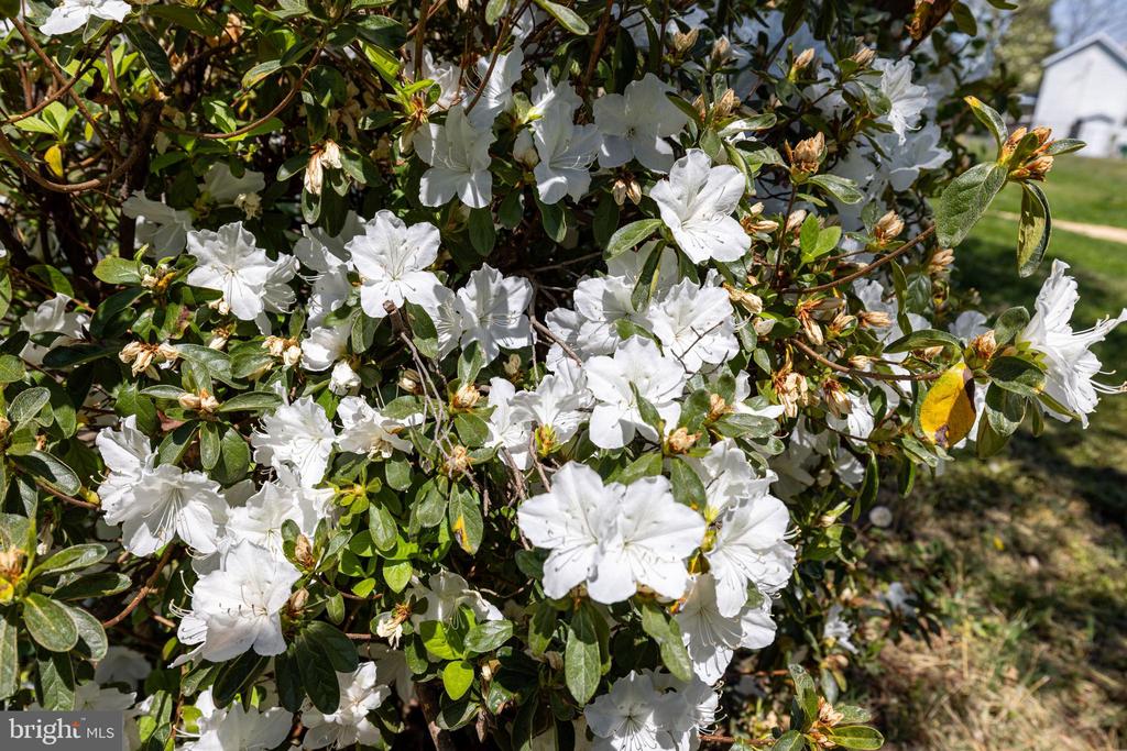 411 FOURTH ST, LURAY, Virginia 22835, 3 Bedrooms Bedrooms, ,1 BathroomBathrooms,Residential,411 FOURTH ST,VAPA2006332 MLS # VAPA2006332