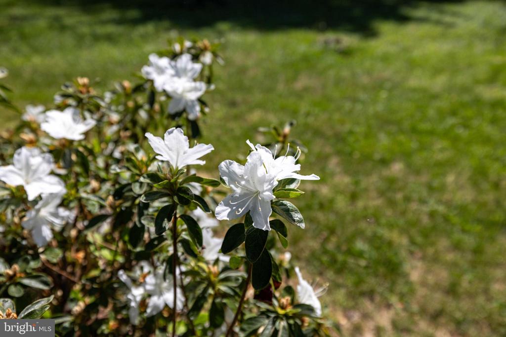 411 FOURTH ST, LURAY, Virginia 22835, 3 Bedrooms Bedrooms, ,1 BathroomBathrooms,Residential,411 FOURTH ST,VAPA2006332 MLS # VAPA2006332