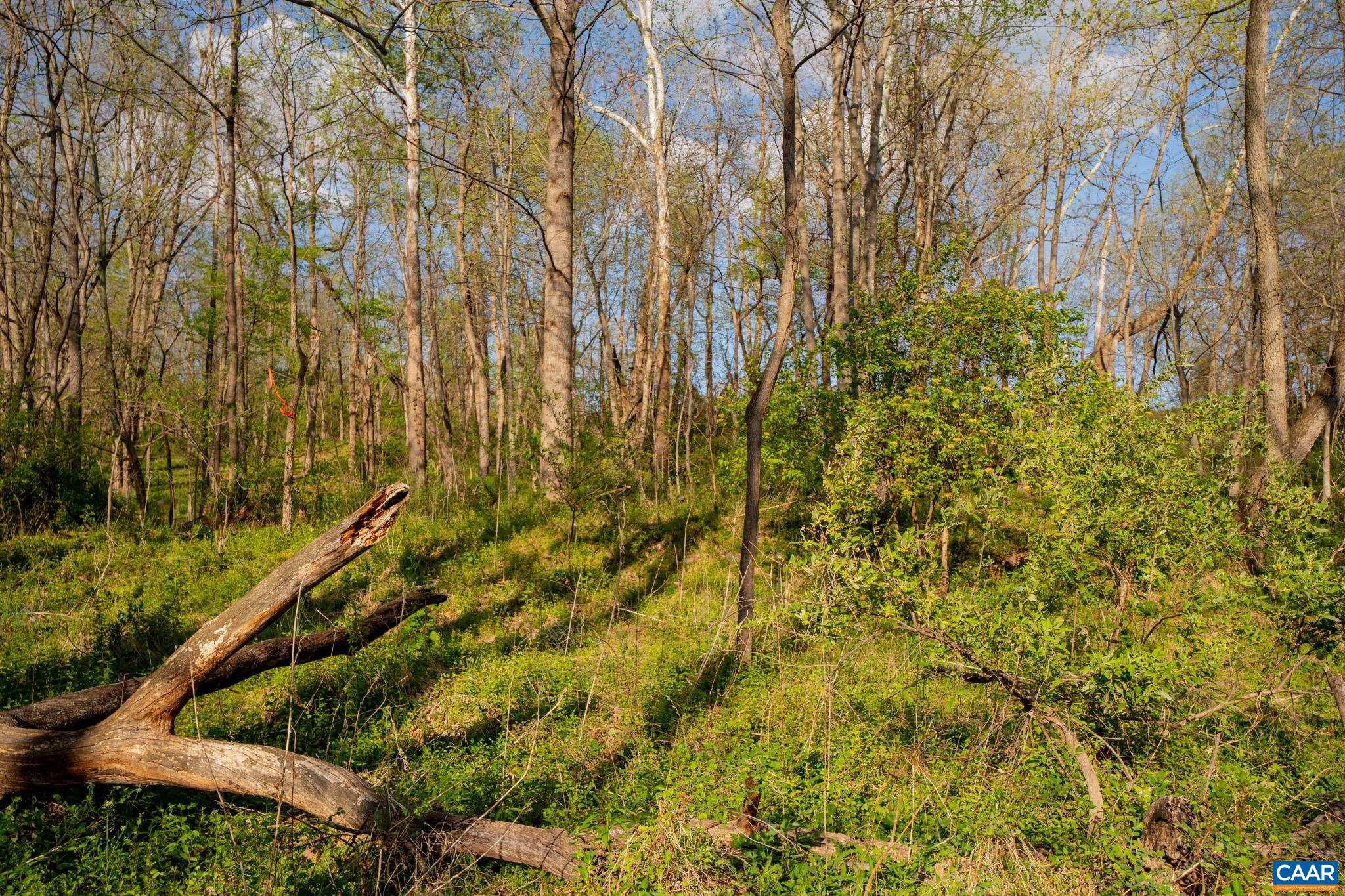 15799 STROOPTOWN RD, TIMBERVILLE, Virginia 22853, ,Land,15799 STROOPTOWN RD,676116 MLS # 676116