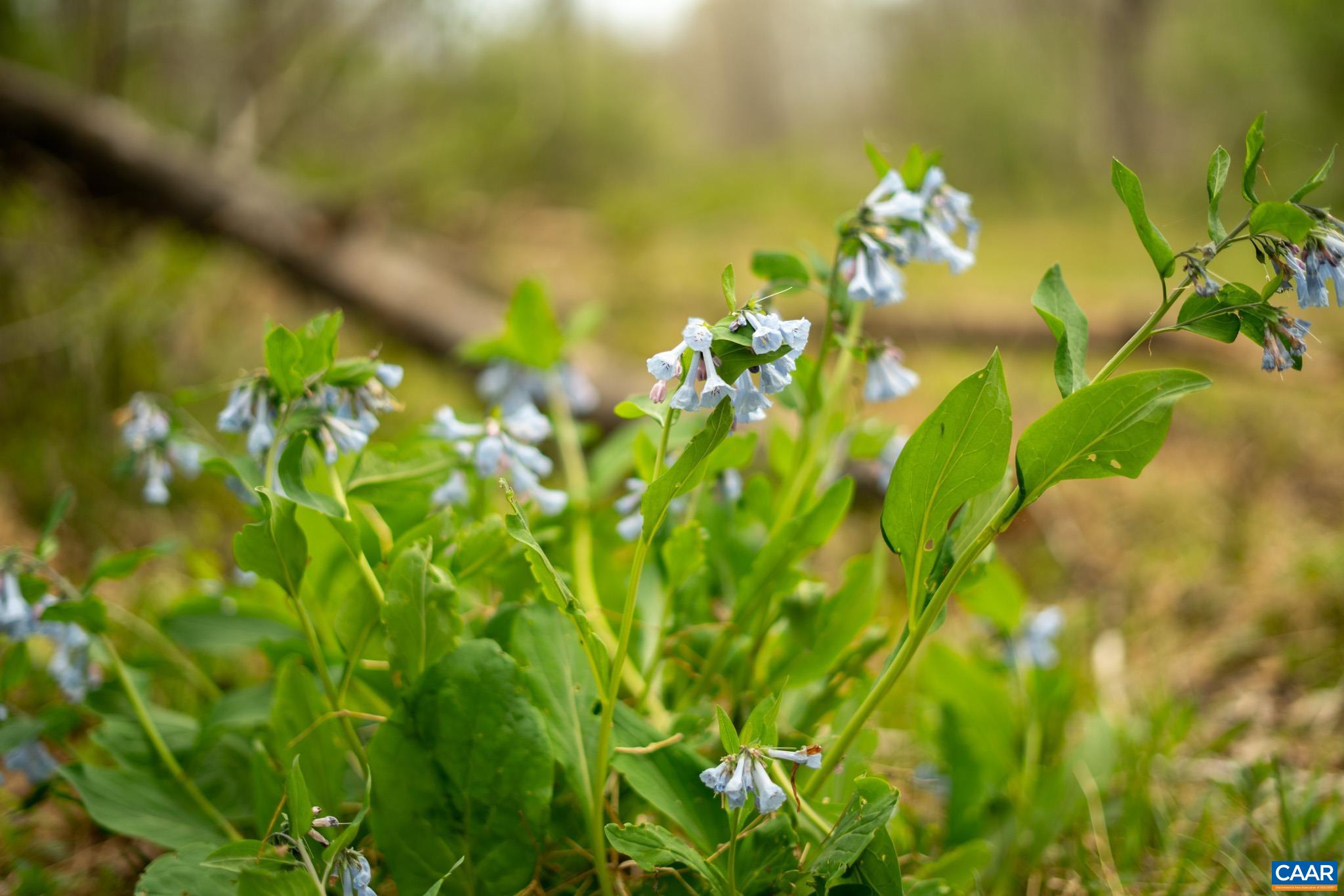 15799 STROOPTOWN RD, TIMBERVILLE, Virginia 22853, ,Land,15799 STROOPTOWN RD,676116 MLS # 676116