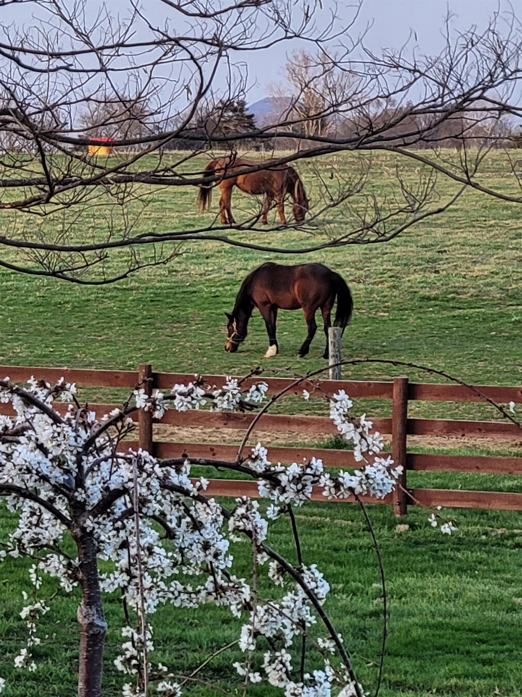 235 FAIRVIEW CHURCH RD, TIMBERVILLE, Virginia 22853, 3 Bedrooms Bedrooms, ,2 BathroomsBathrooms,Residential,Barrington Farm,235 FAIRVIEW CHURCH RD,675689 MLS # 675689