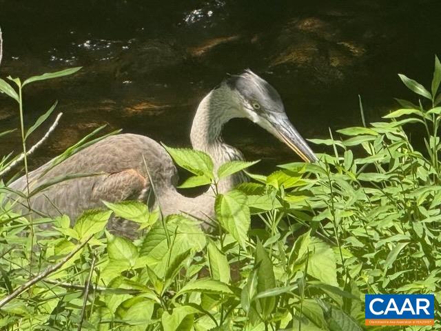 164 SUNNYSIDE LN, AFTON, Virginia 22920, 4 Bedrooms Bedrooms, ,3 BathroomsBathrooms,Residential,164 SUNNYSIDE LN,676042 MLS # 676042