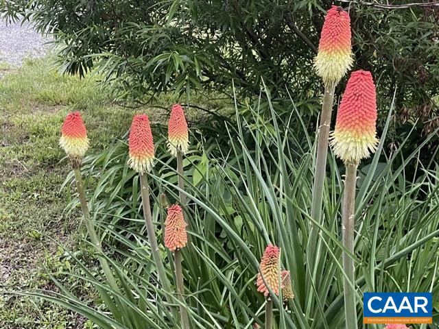 164 SUNNYSIDE LN, AFTON, Virginia 22920, 4 Bedrooms Bedrooms, ,3 BathroomsBathrooms,Residential,164 SUNNYSIDE LN,676042 MLS # 676042