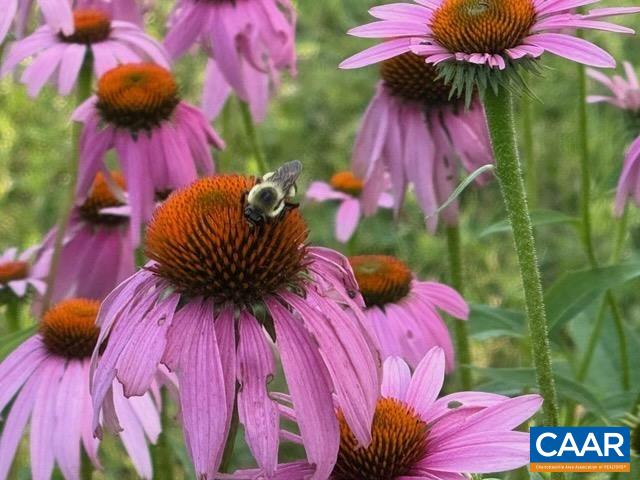 164 SUNNYSIDE LN, AFTON, Virginia 22920, 4 Bedrooms Bedrooms, ,3 BathroomsBathrooms,Residential,164 SUNNYSIDE LN,676042 MLS # 676042