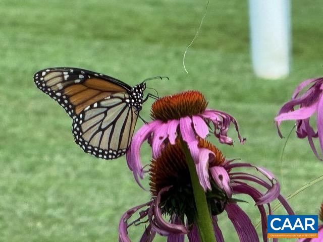 164 SUNNYSIDE LN, AFTON, Virginia 22920, 4 Bedrooms Bedrooms, ,3 BathroomsBathrooms,Residential,164 SUNNYSIDE LN,676042 MLS # 676042