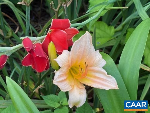 164 SUNNYSIDE LN, AFTON, Virginia 22920, 4 Bedrooms Bedrooms, ,3 BathroomsBathrooms,Residential,164 SUNNYSIDE LN,676042 MLS # 676042