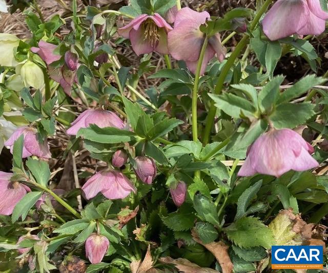 164 SUNNYSIDE LN, AFTON, Virginia 22920, 4 Bedrooms Bedrooms, ,3 BathroomsBathrooms,Residential,164 SUNNYSIDE LN,676042 MLS # 676042