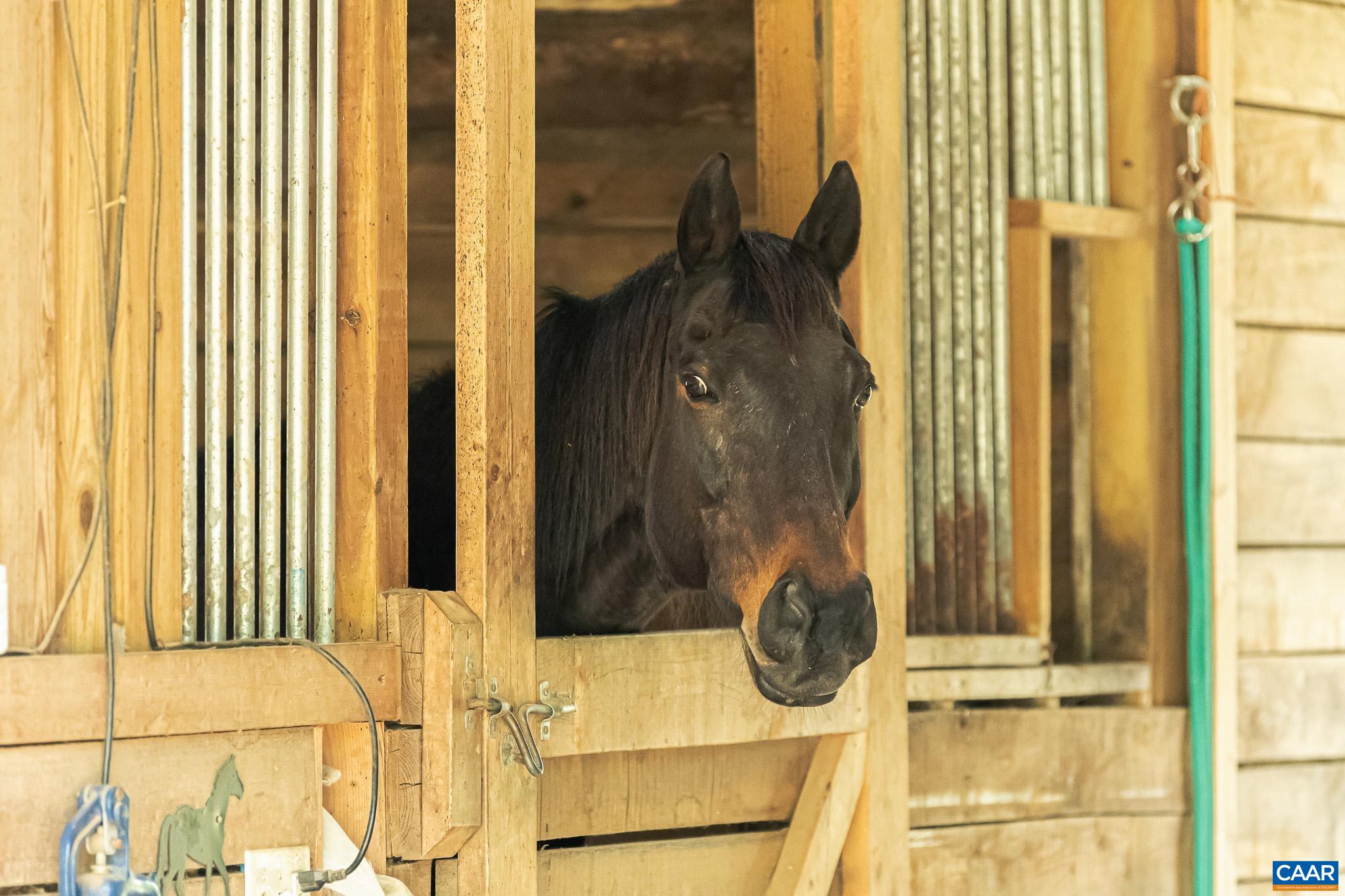 12500 SHANNON HILL RD, LOUISA, Virginia 23093, 3 Bedrooms Bedrooms, ,2 BathroomsBathrooms,Residential,12500 SHANNON HILL RD,676155 MLS # 676155