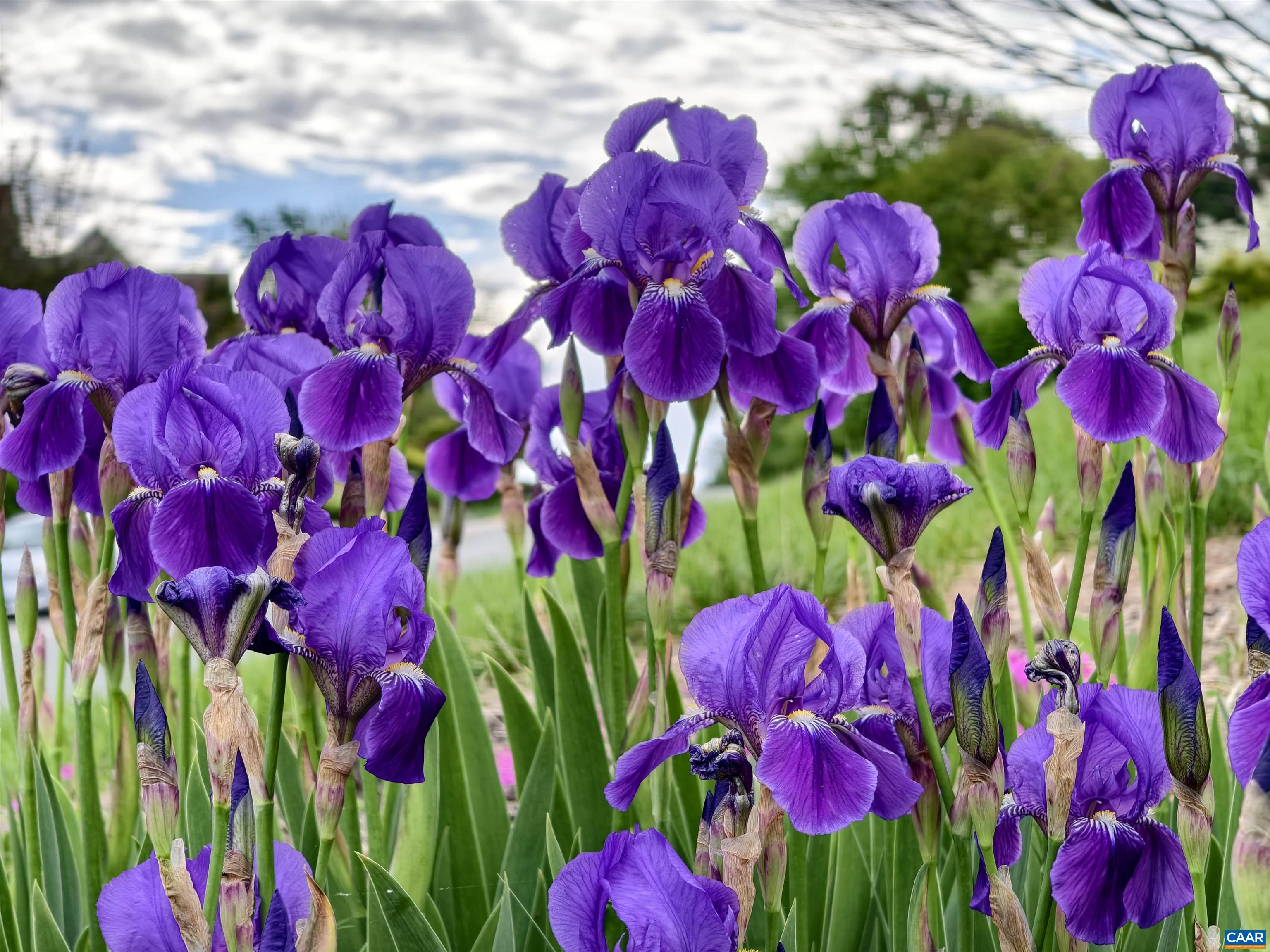 129 FONTANA CT, CHARLOTTESVILLE, Virginia 22911, 5 Bedrooms Bedrooms, ,4 BathroomsBathrooms,Residential,129 FONTANA CT,676041 MLS # 676041