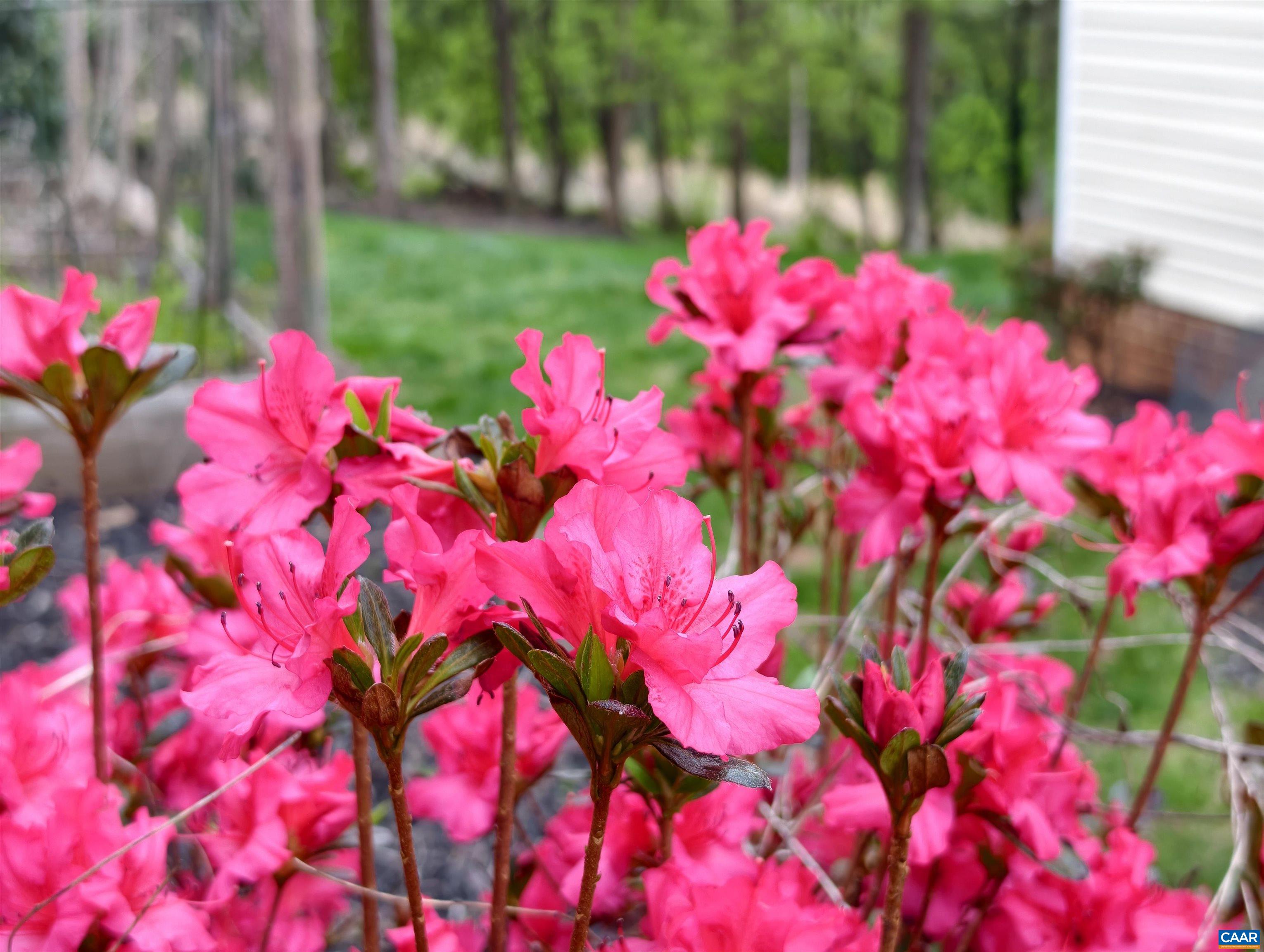 129 FONTANA CT, CHARLOTTESVILLE, Virginia 22911, 5 Bedrooms Bedrooms, ,4 BathroomsBathrooms,Residential,129 FONTANA CT,676041 MLS # 676041