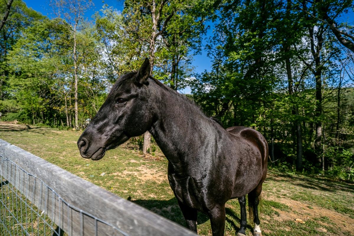 99 MT IDA LN, STAUNTON, Virginia 24401, 3 Bedrooms Bedrooms, ,2 BathroomsBathrooms,Residential,99 MT IDA LN,676212 MLS # 676212