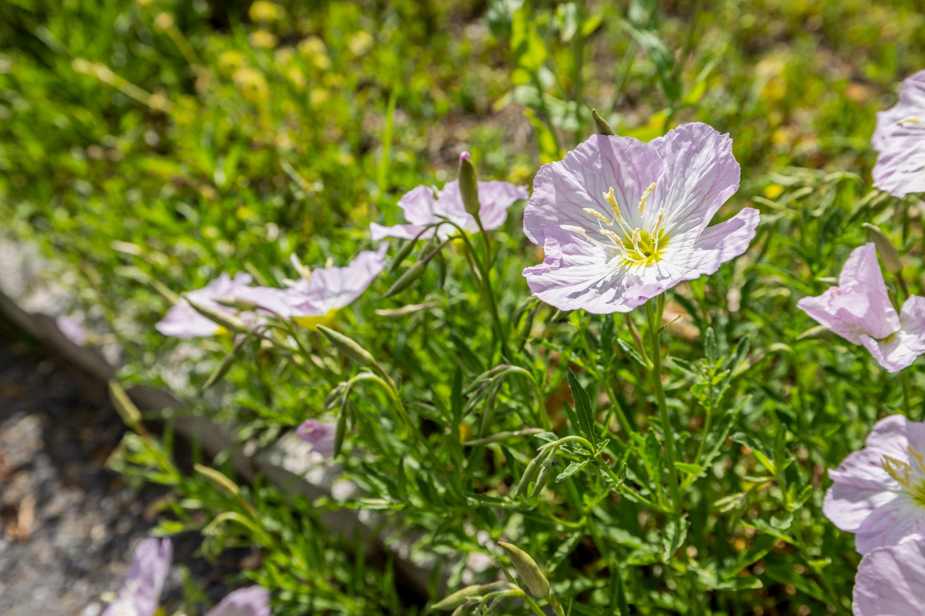 1070 HARMAN RD, HARRISONBURG, Virginia 22802, 2 Bedrooms Bedrooms, ,1 BathroomBathrooms,Residential,Home Sweet NextHome,1070 HARMAN RD,676265 MLS # 676265