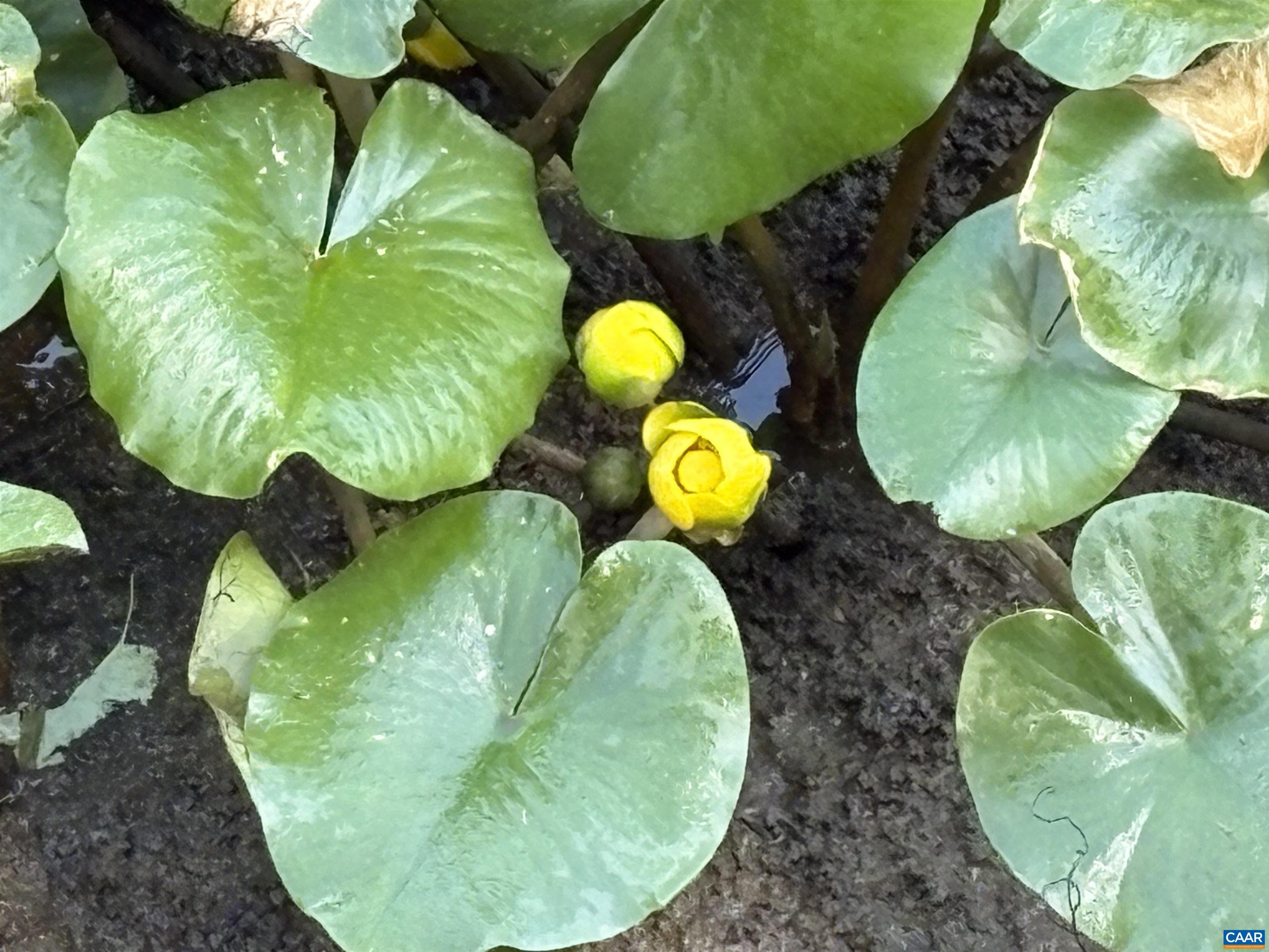 2305 OLD COACH LN, HENRICO, Virginia 23238, 4 Bedrooms Bedrooms, ,2 BathroomsBathrooms,Residential,2305 OLD COACH LN,676277 MLS # 676277