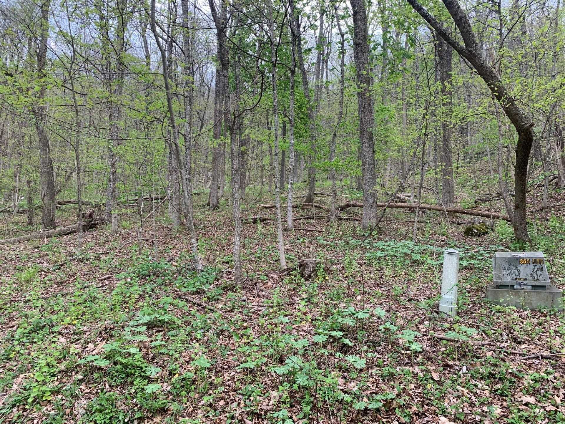 tbd FLAG ROCK TRL, HOT SPRINGS, Virginia 24445, ,Land,Old Dairy lot 36,tbd FLAG ROCK TRL,676288 MLS # 676288