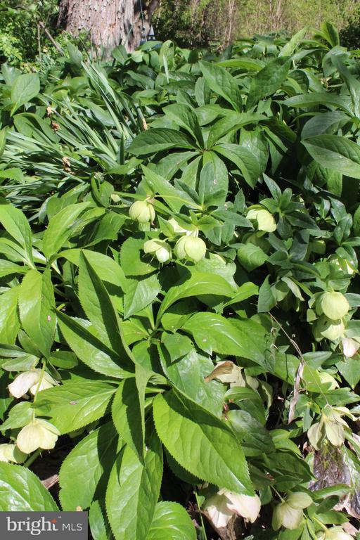 446 SPRING DR, STANARDSVILLE, Virginia 22973, 4 Bedrooms Bedrooms, ,1 BathroomBathrooms,Residential,446 SPRING DR,VAGR2000852 MLS # VAGR2000852