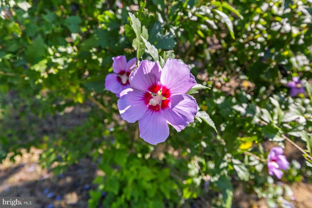 3588 TORRING LN, CATLETT, Virginia 20119, ,Residential,3588 TORRING LN,VAFQ2021644 MLS # VAFQ2021644