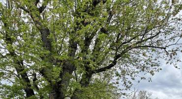 114 HARRIS RD, CHARLOTTESVILLE, Virginia 22903, ,Residential,114 HARRIS RD,676328 MLS # 676328