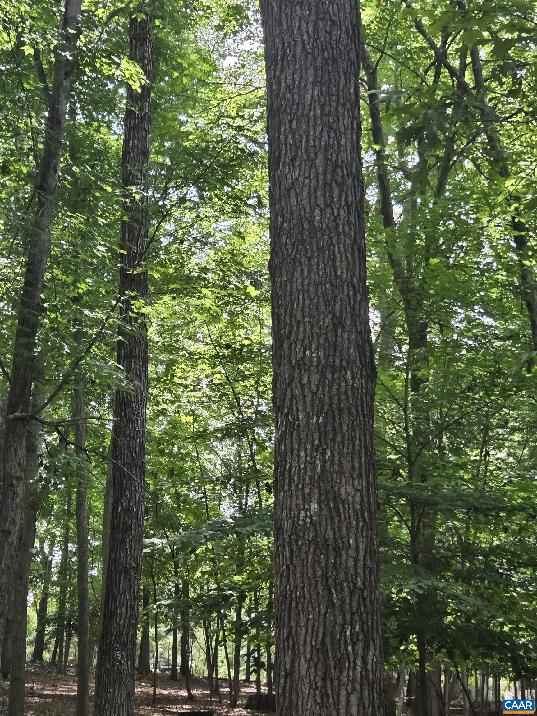 85 LAGUNA RD, PALMYRA, Virginia 22963, ,Land,85 LAGUNA RD,676341 MLS # 676341