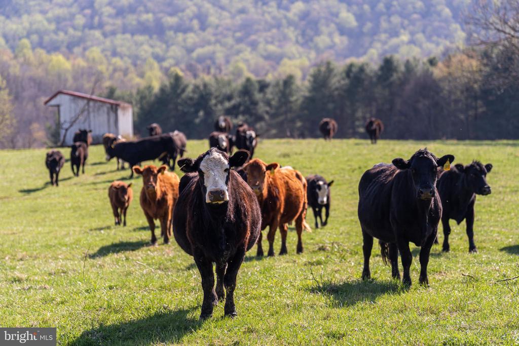 12087 MOSS HOLLOW RD, WARRENTON, Virginia 20187, 3 Bedrooms Bedrooms, ,2 BathroomsBathrooms,Residential,12087 MOSS HOLLOW RD,VAFQ2020908 MLS # VAFQ2020908