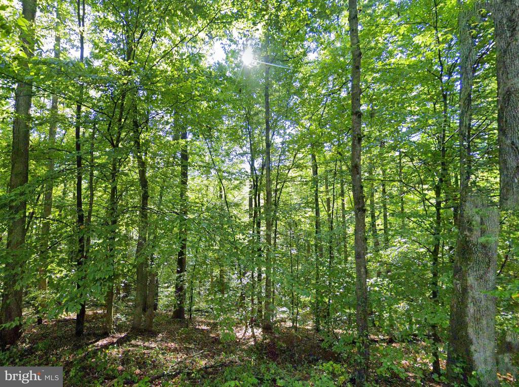 LAUREL RD, SHIPMAN, Virginia 22971, ,Land,LAUREL RD,VANL2000660 MLS # VANL2000660
