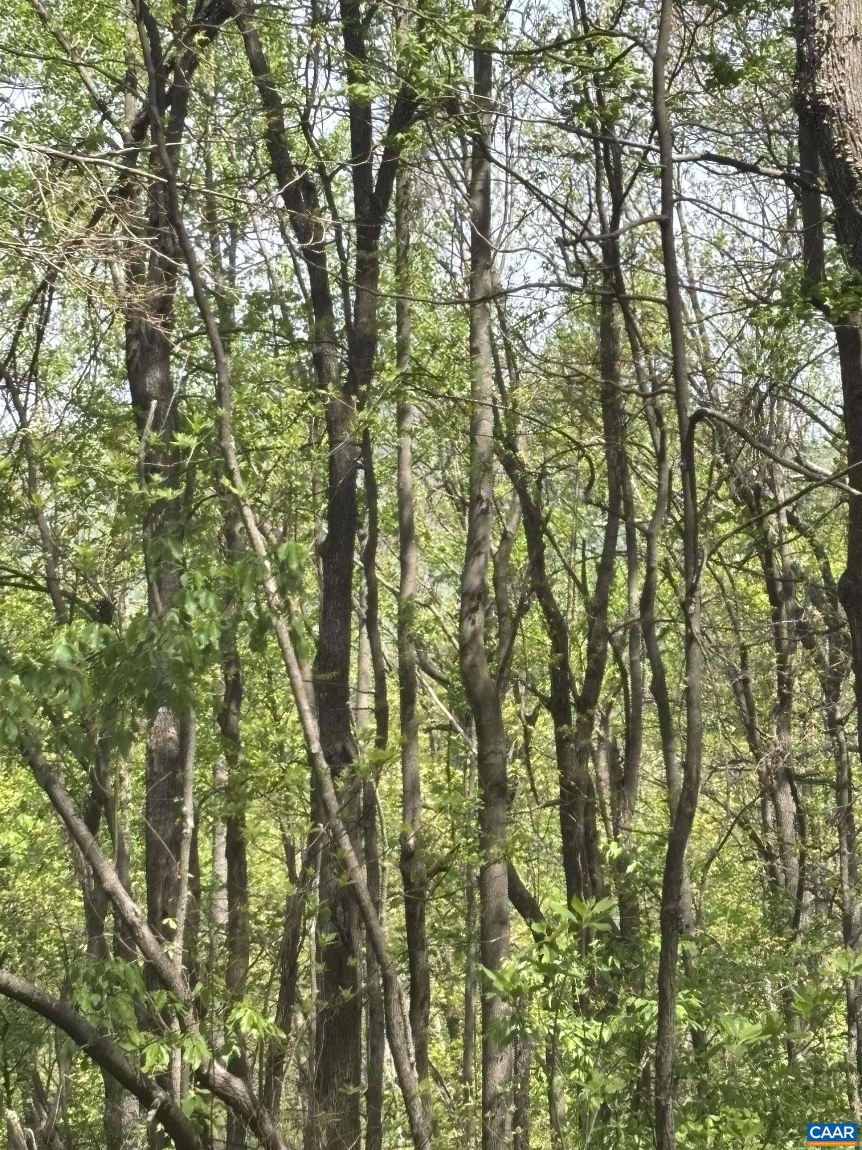 000 REEDS GAP RD, LYNDHURST, Virginia 22952, ,Land,000 REEDS GAP RD,676542 MLS # 676542
