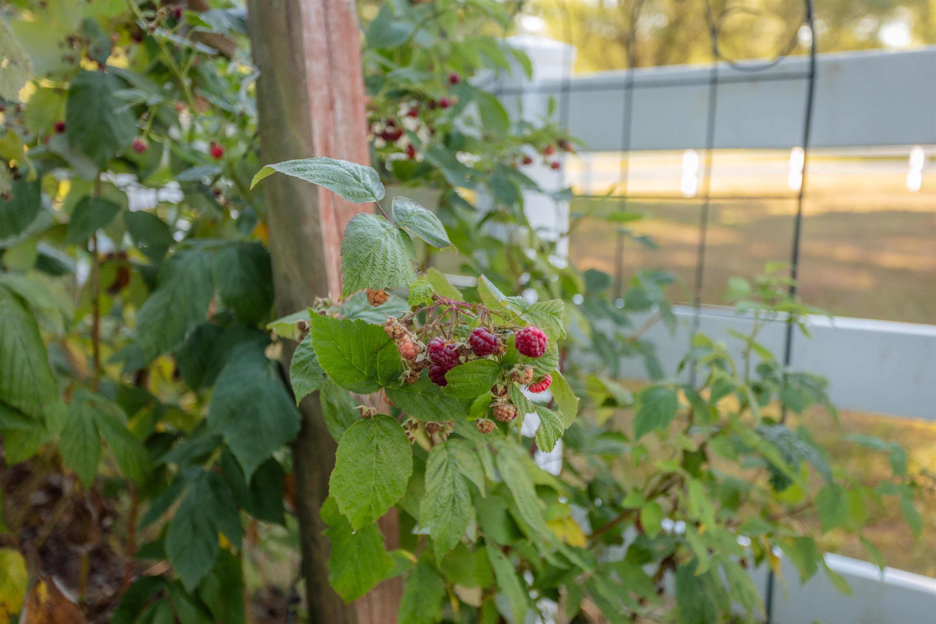 Raspberry patch
